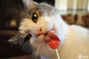 娱乐吃瓜酱猫猫,揭秘娱乐圈那些不为人知的幕后故事